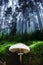 Parasol mushroom grows in dark blue forest