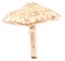 Parasol mushroom isolated