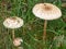 Parasol mushroom - Las Herrerias