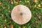 The parasol mushroom latin name Macrolepiota procera