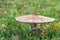 The parasol mushroom latin name Macrolepiota procera