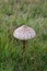 Parasol Mushroom - Lepiota procera, East Wretham Heath NWT Nature Reserve, near Thetford, Norfolk, England, UK