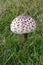 Parasol Mushroom - Lepiota procera, East Wretham Heath NWT Nature Reserve, near Thetford, Norfolk, England, UK