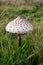 Parasol Mushroom - Lepiota procera, East Wretham Heath NWT Nature Reserve, near Thetford, Norfolk, England, UK