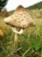 Parasol mushroom Macrolepiota