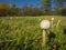 Parasol mushroom - Macrolepiota Procera