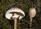 Parasol Mushroom - Macrolepiota procera