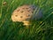 Parasol mushroom - Macrolepiota Procera