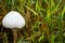 Parasol mushroom Macrolepiota procera growing in grassy field in macro view