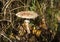 Parasol mushroom (Macrolepiota procera or Lepiota procera)