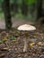 The parasol mushroom Macrolepiota procera or Lepiota procera is a basidiomycete fungus