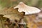 Parasol mushroom (Macrolepiota procera or Lepiota procera) in the forest, macro