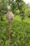 Parasol Mushroom Macrolepiota procera or Lepiota procera in the garden under the pear tree
