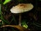 The parasol mushroom Macrolepiota procera or Lepiota procera growing in the forest.