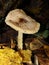 The parasol mushroom Macrolepiota procera or Lepiota procera growing in the forest.