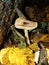 The parasol mushroom Macrolepiota procera or Lepiota procera growing in the forest.