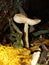 The parasol mushroom Macrolepiota procera or Lepiota procera growing in the forest.