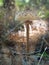 The parasol mushroom Macrolepiota procera, Lepiota procera growing in the wood