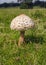 Parasol Mushroom - Macrolepiota procera, Worcestershire, England.