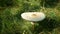 Parasol mushroom shaggy closeup detail forest meadow macrolepiota lepiota procera wild harvesting, surrounded autumn