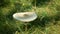 Parasol mushroom shaggy closeup detail forest meadow macrolepiota lepiota procera wild harvesting, surrounded autumn