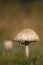 Parasol mushroom under sunlight, Vosges, France