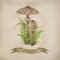 Parasol mushroom vintage style illustration. Watercolor painted botany illustration. Hand drawn macrolepiota procera