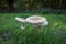 Parasol Mushrooms.