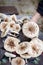 Parasol mushrooms being picked, mushroom harvest in autumn