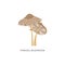 Parasol mushrooms an edible mushroom plant, flat vector illustration isolated.