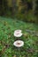 Parasol mushrooms growing in the forest, edible funghi in nature