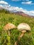 The parasol mushrooms latin name Macrolepiota procera