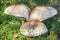 Parasol mushrooms Lepiota Procera or Macrolepiota Procera in the grass