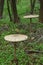 Parasol mushrooms - Macrolepiota procera