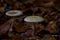 Parasol mushrooms Macrolepiota procera in autumnal brandenburg forest