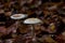 Parasol mushrooms Macrolepiota procera in autumnal brandenburg forest