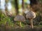 The parasol mushrooms Macrolepiota procera, Lepiota procera growing in the wood