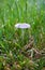Parasola auricoma, Japanese Umbrella Mushroom