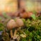 Parasola auricoma mushroom