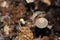 Parasola auricoma mushrooms in the compost bin where they help decay organic material