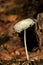 Parasola mushroom on a compost heap