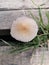 Parasola plicatilis is a small saprotrophic fungus with a double cap.