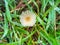 Parasola plicatilis is a small saprotrophic mushroom with a plicate cap