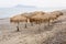 Parasols at Maleme beach on Crete