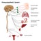 Parasympathetic system