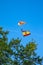 Paratrooper in full flight with the flag of Spain and a helicopter in the background