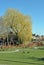 Parc with weeping willow and ducks in early spring