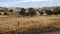 Parched farmland with yellow gold grass and rolling hills