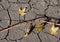 Parched ivy on dry ground