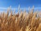 Parched long grasses in autumn in detailed view under deep blue sky